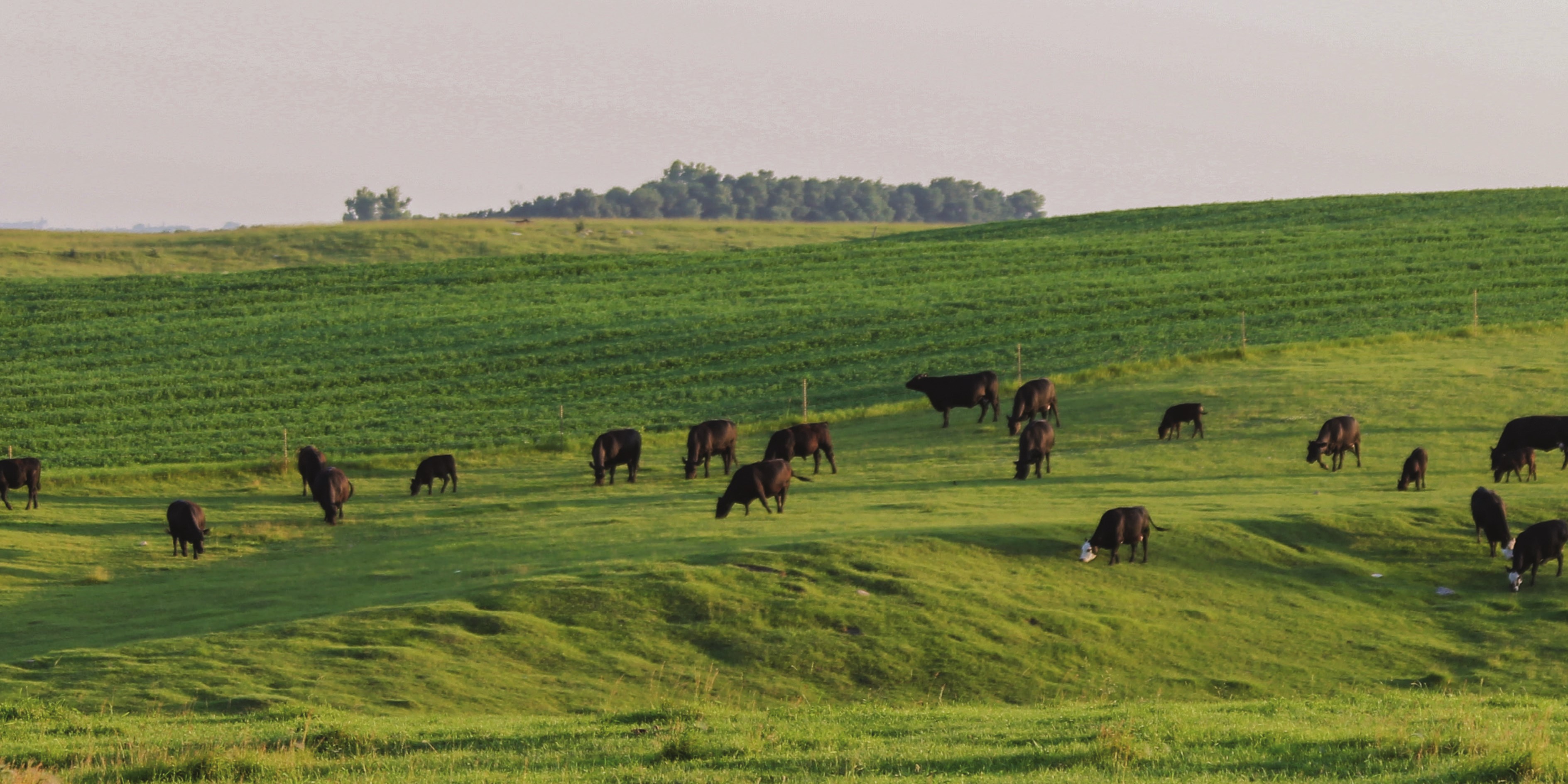 Cows grazing in lush green field
